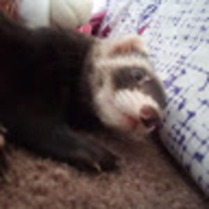 Meet your Posher, Julianna